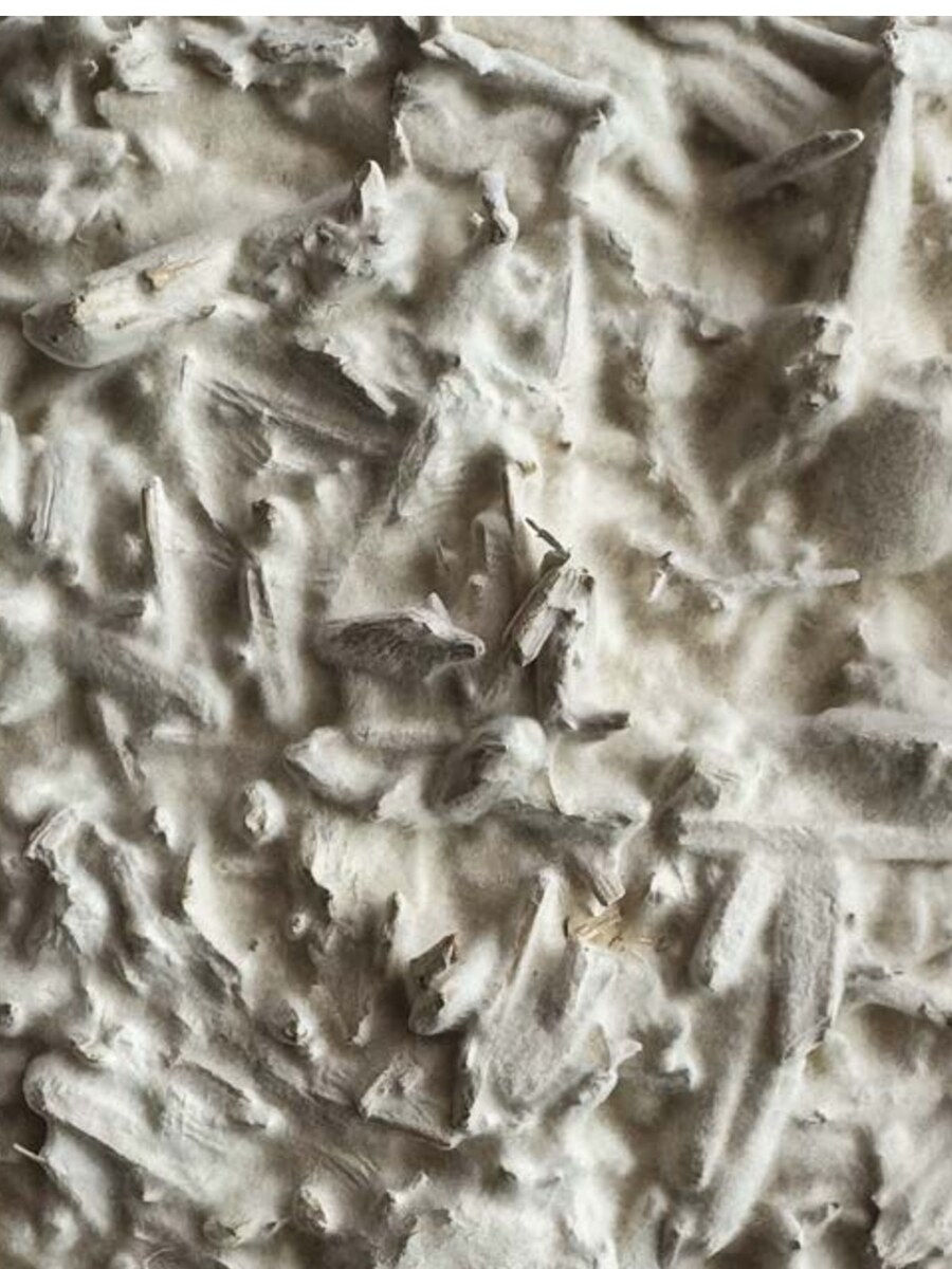 Mycelium composite, seen close — the material that holds the vessel.