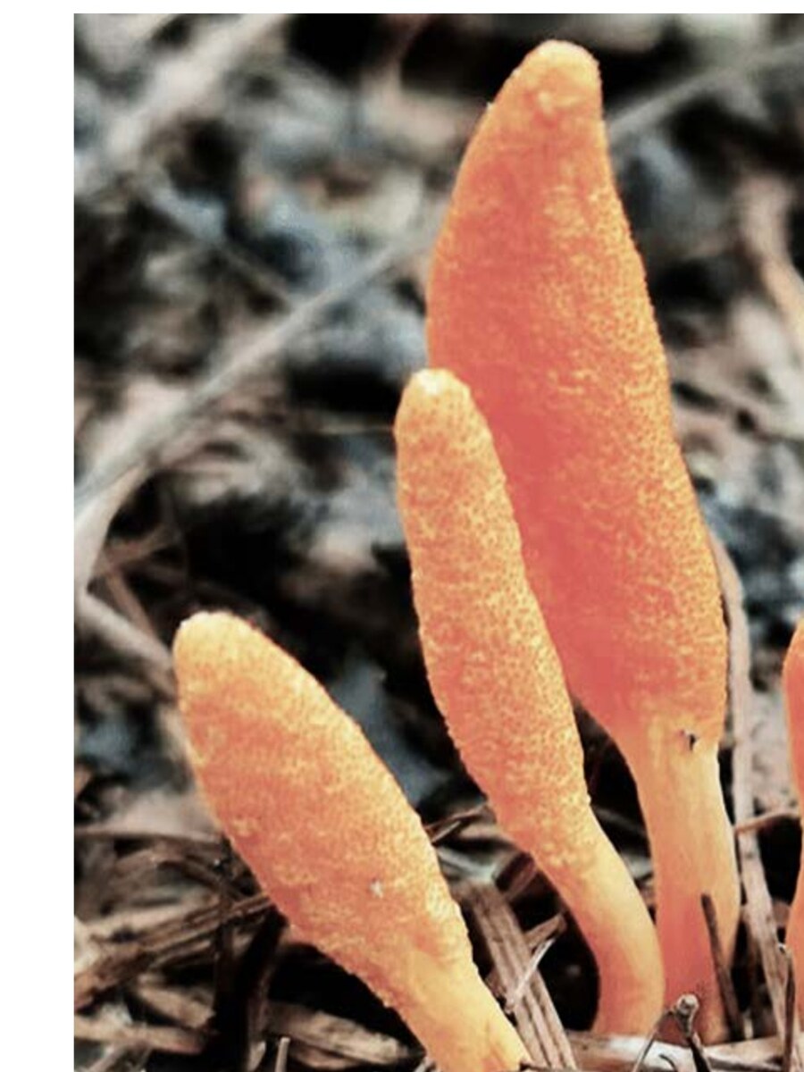 Cordyceps in the pine litter — the living matrix from which we grow the object.